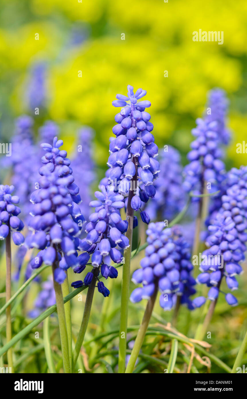 Armeno giacinto di uva (Muscari armeniacum) Foto Stock