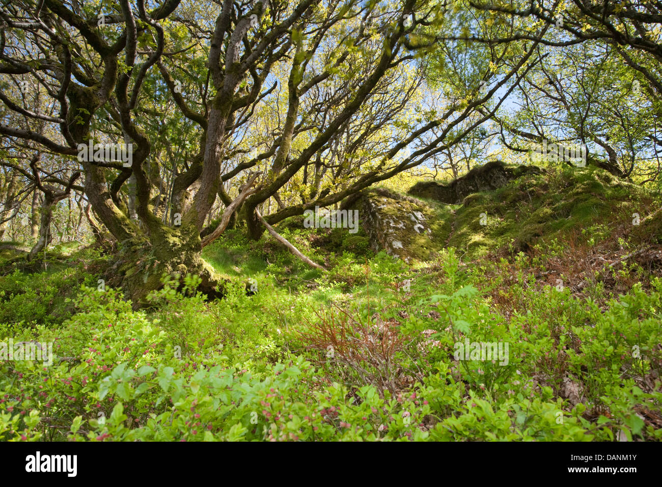 Il mirtillo nella appeso sessili bosco di querce a fattoria Gilfach Riserva Naturale, Rhayader, Radnorshire, Galles Foto Stock