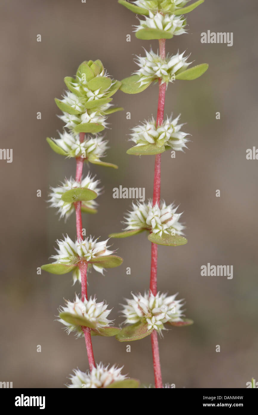 CORAL-collana Illecebrum verticillatum (prostrati) Foto Stock