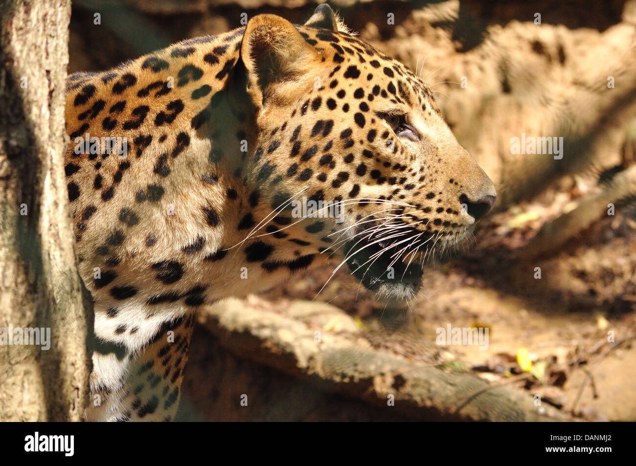 Leopard Close-up Foto Stock