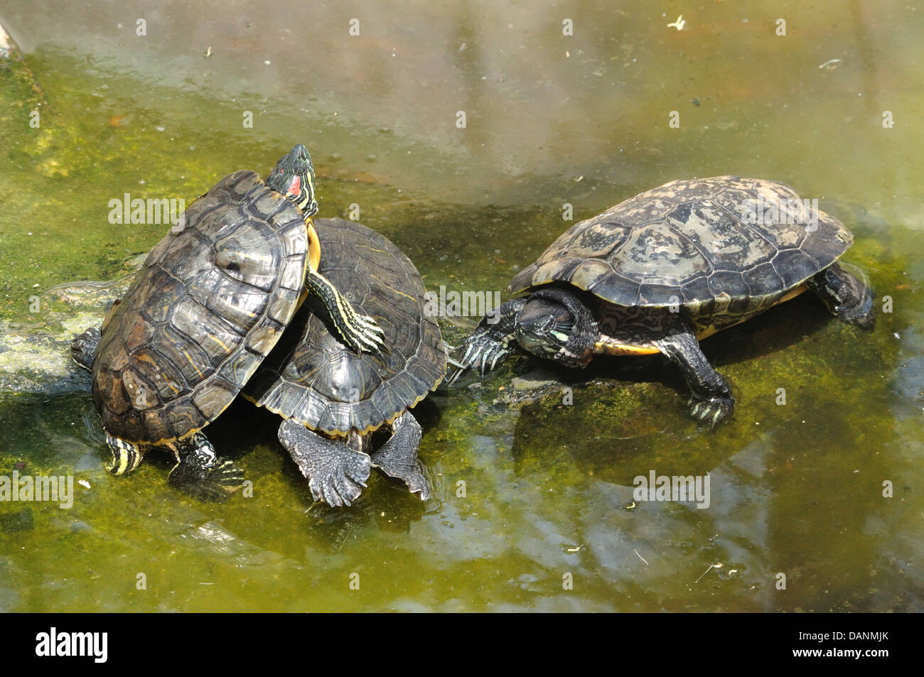 Rosso-eared tartaruga, cursore Foto Stock