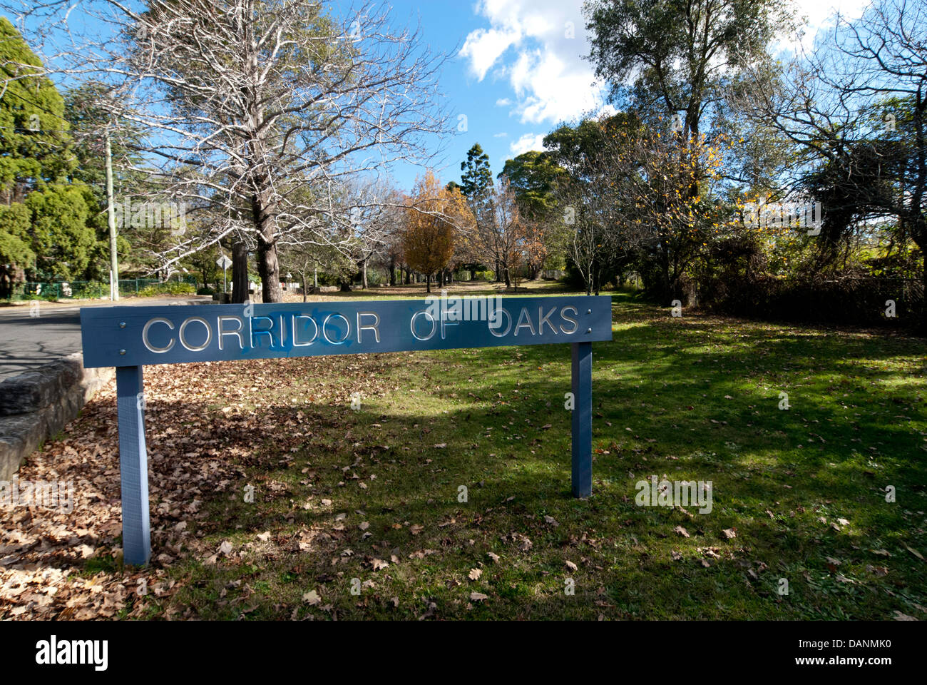 Primi Ministri" Corridoio di querce nelle Blue Mountains, NSW, Australia. Foto Stock