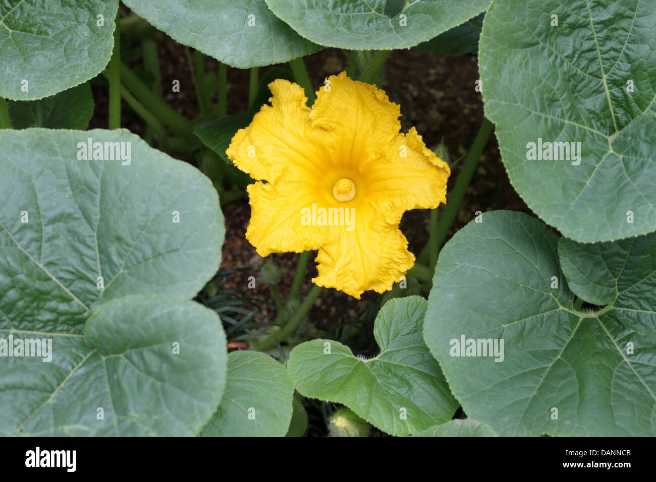 Fiori di zucca nel campo Foto Stock