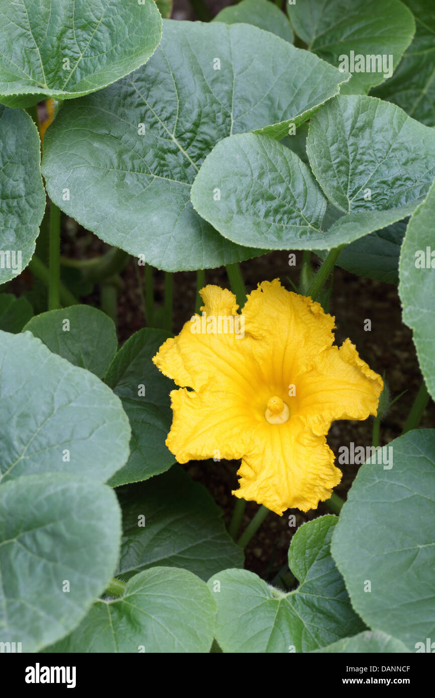 Fiori di zucca nel campo Foto Stock