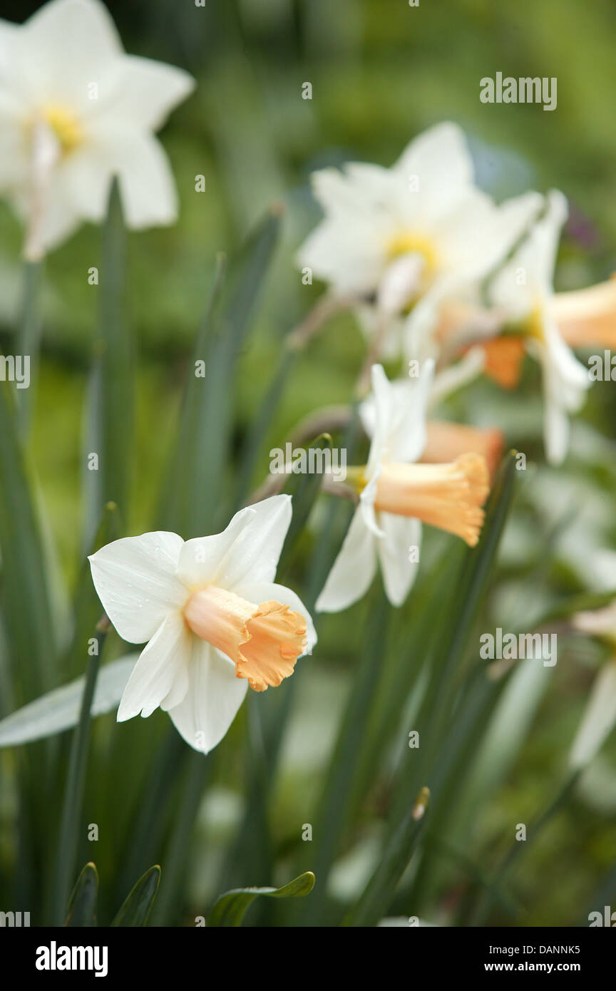 Bianco e pesca fioritura narcisi in un letto giardino. Foto Stock