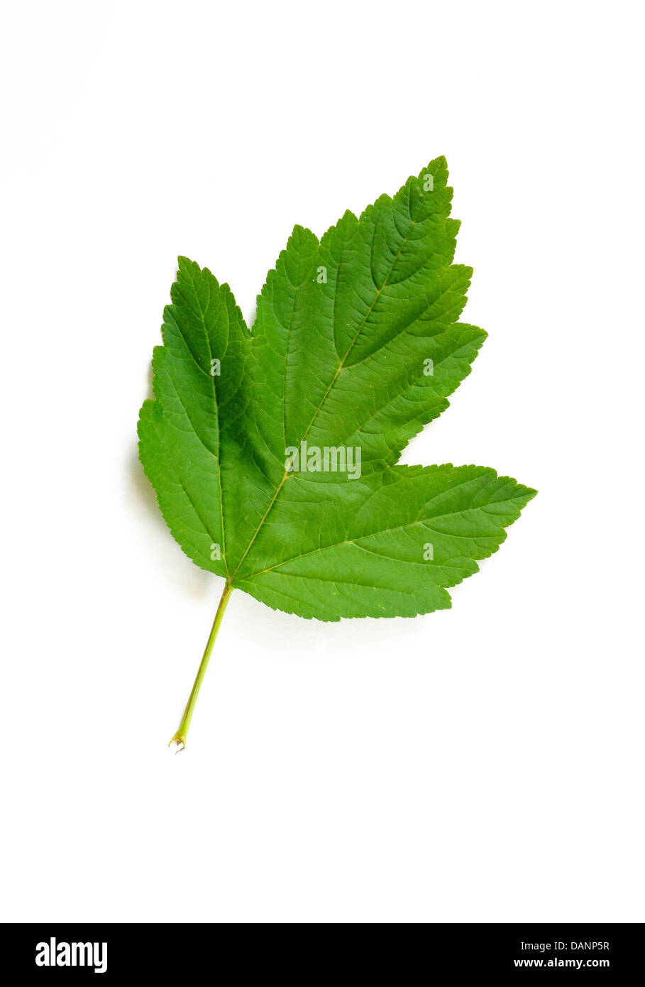 Verde foglia pallon di maggio su sfondo bianco Foto Stock