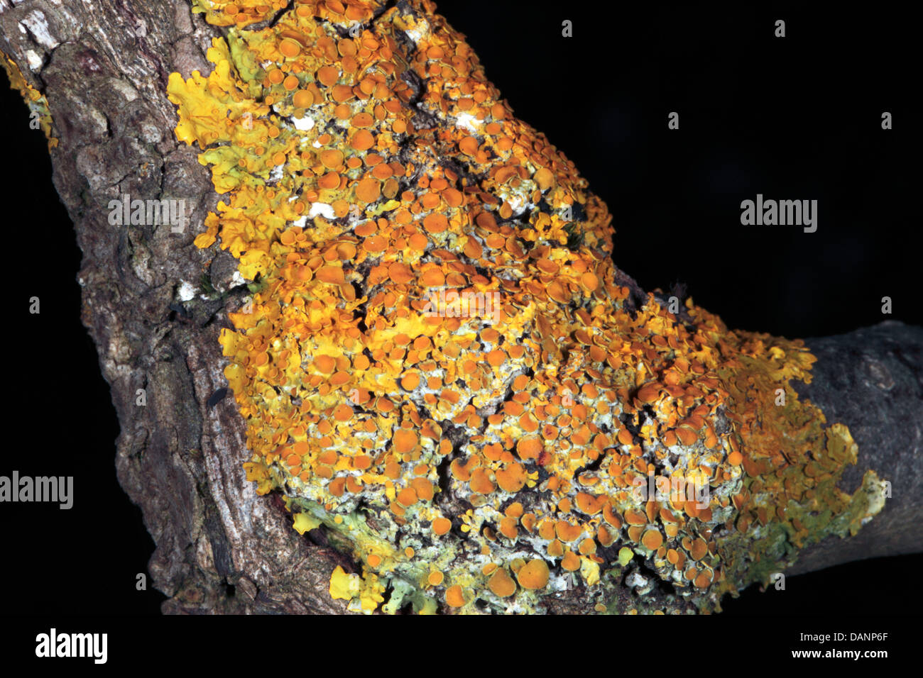 Comune lichene arancione/giallo/Scala Maritime Sunburst- Xanthoria parietina - Famiglia Teloschistales Foto Stock