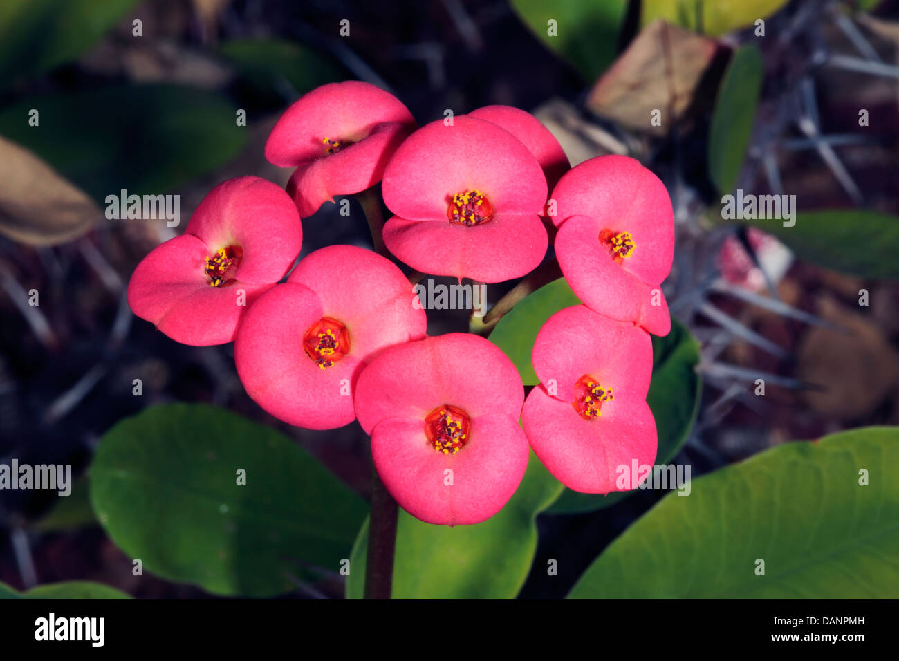 Close-up della Corona di Spine di Cristo // Vegetali Cristo Thorn cactus fiori - Euphorbia milii - Famiglia Euphorbiaceae Foto Stock Close-up della Corona di Spine di Cristo // Vegetali Cristo Thorn cactus fiori - Euphorbia milii - Famiglia Euphorbiaceae Foto Stock