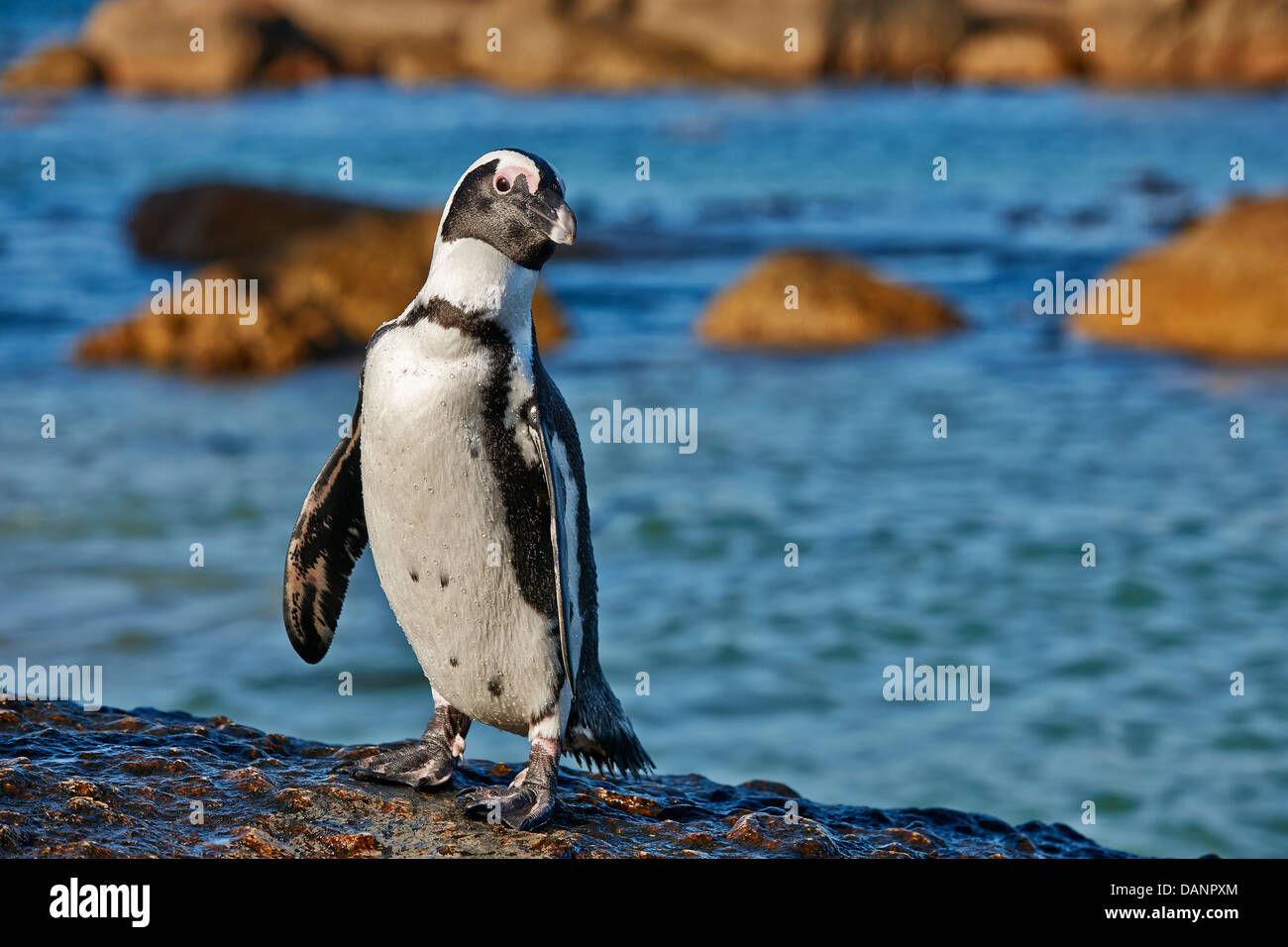 In prossimità di un pinguino africano, Spheniscus demersus, Boulders Beach, Città di Simon, Cape Town, Western Cape, Sud Africa Foto Stock