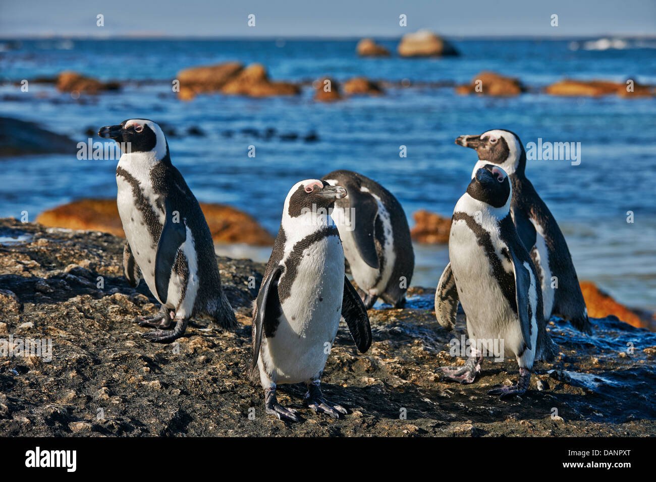 Pinguino africano, Spheniscus demersus, Boulders Beach, Città di Simon, Cape Town, Western Cape, Sud Africa Foto Stock