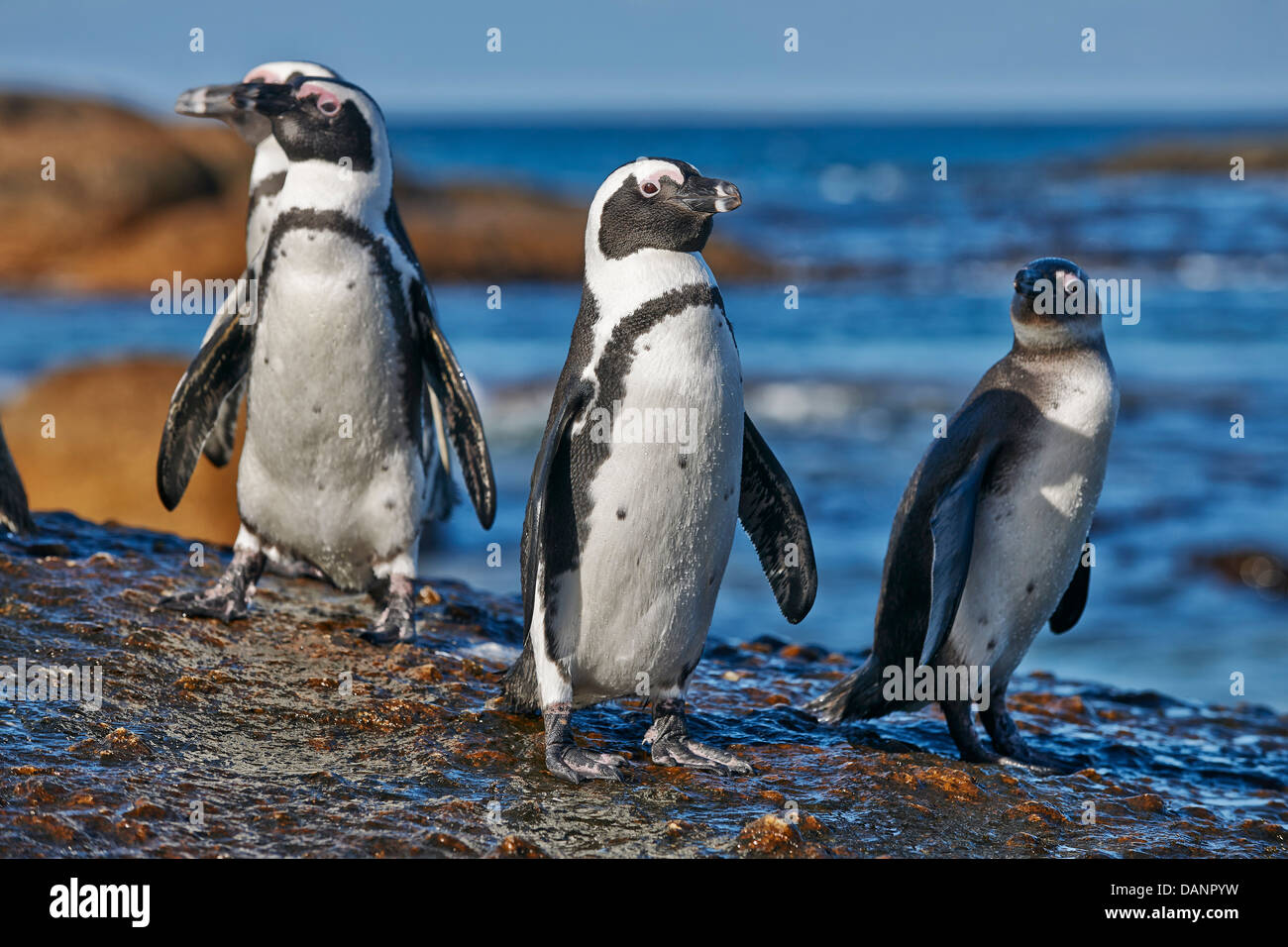 Pinguino africano, Spheniscus demersus, Boulders Beach, Città di Simon, Cape Town, Western Cape, Sud Africa Foto Stock