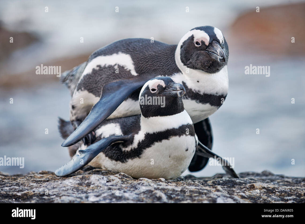 Paio di africano di accoppiamento dei pinguini, Spheniscus demersus, Boulders Beach, Città di Simon, Cape Town, Western Cape, Sud Africa Foto Stock