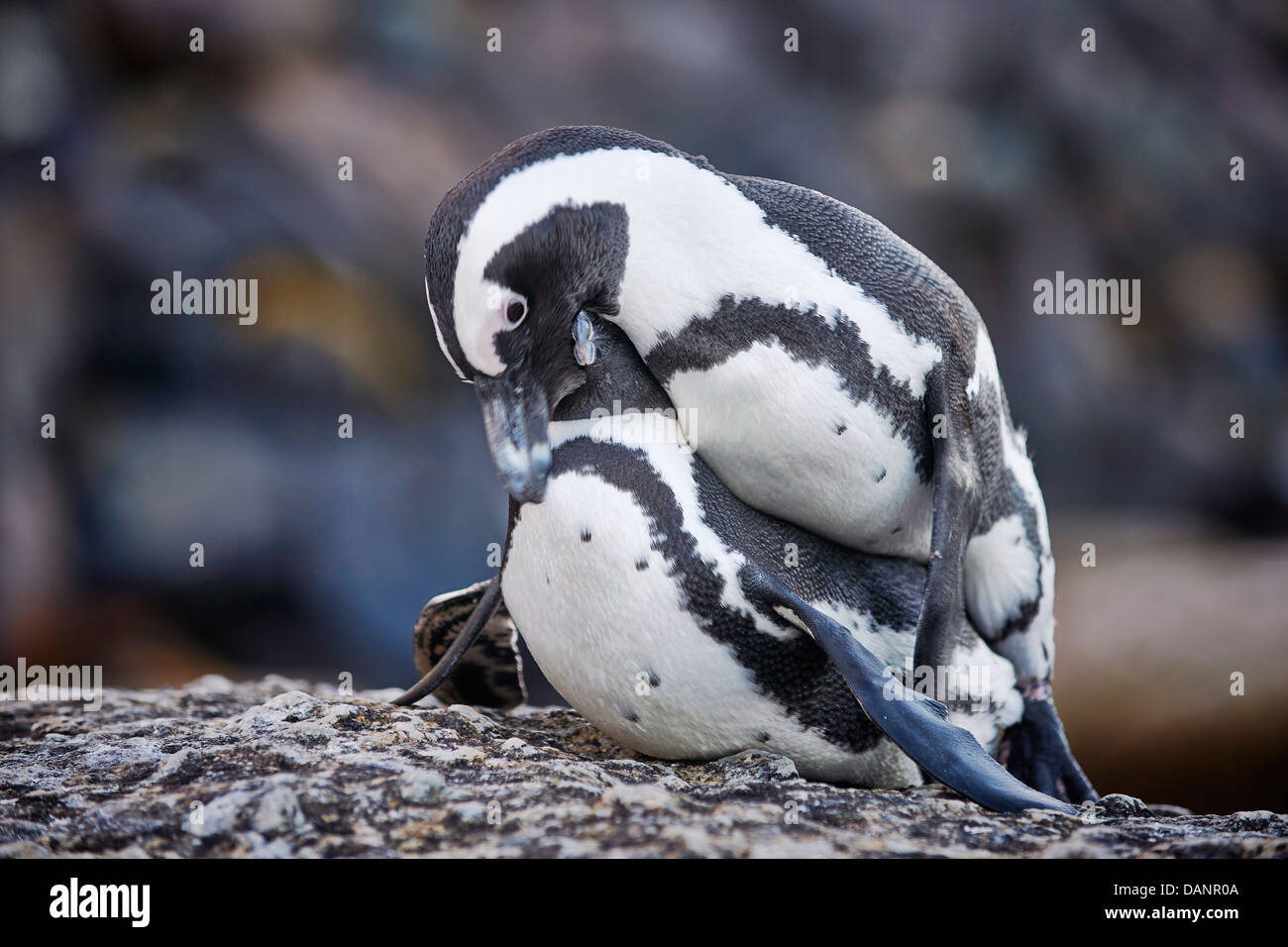 Paio di africano di accoppiamento dei pinguini, Spheniscus demersus, Boulders Beach, Città di Simon, Cape Town, Western Cape, Sud Africa Foto Stock