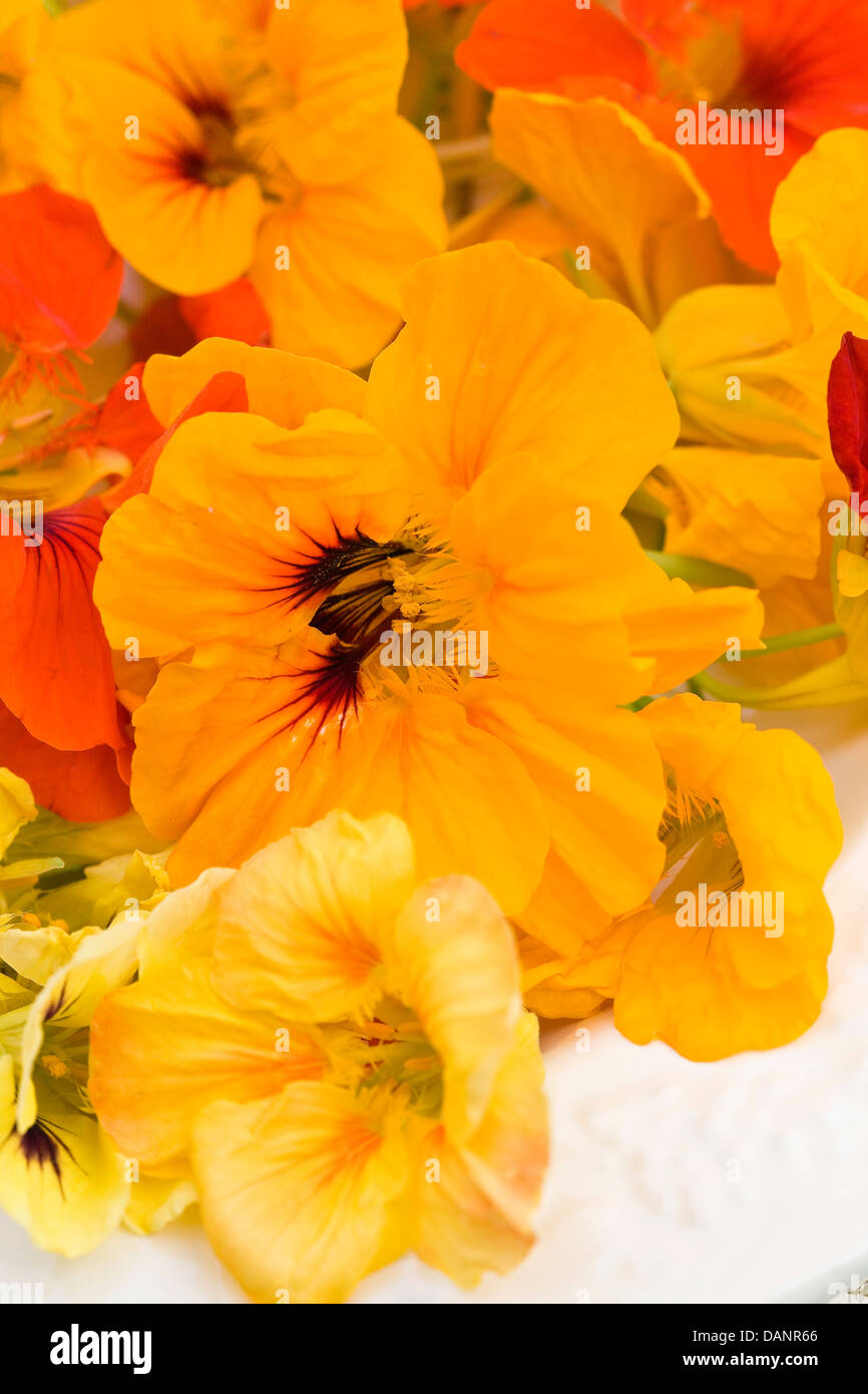 Un mucchio di giallo, arancione e rosso nasturtiums il commestibile. Foto Stock