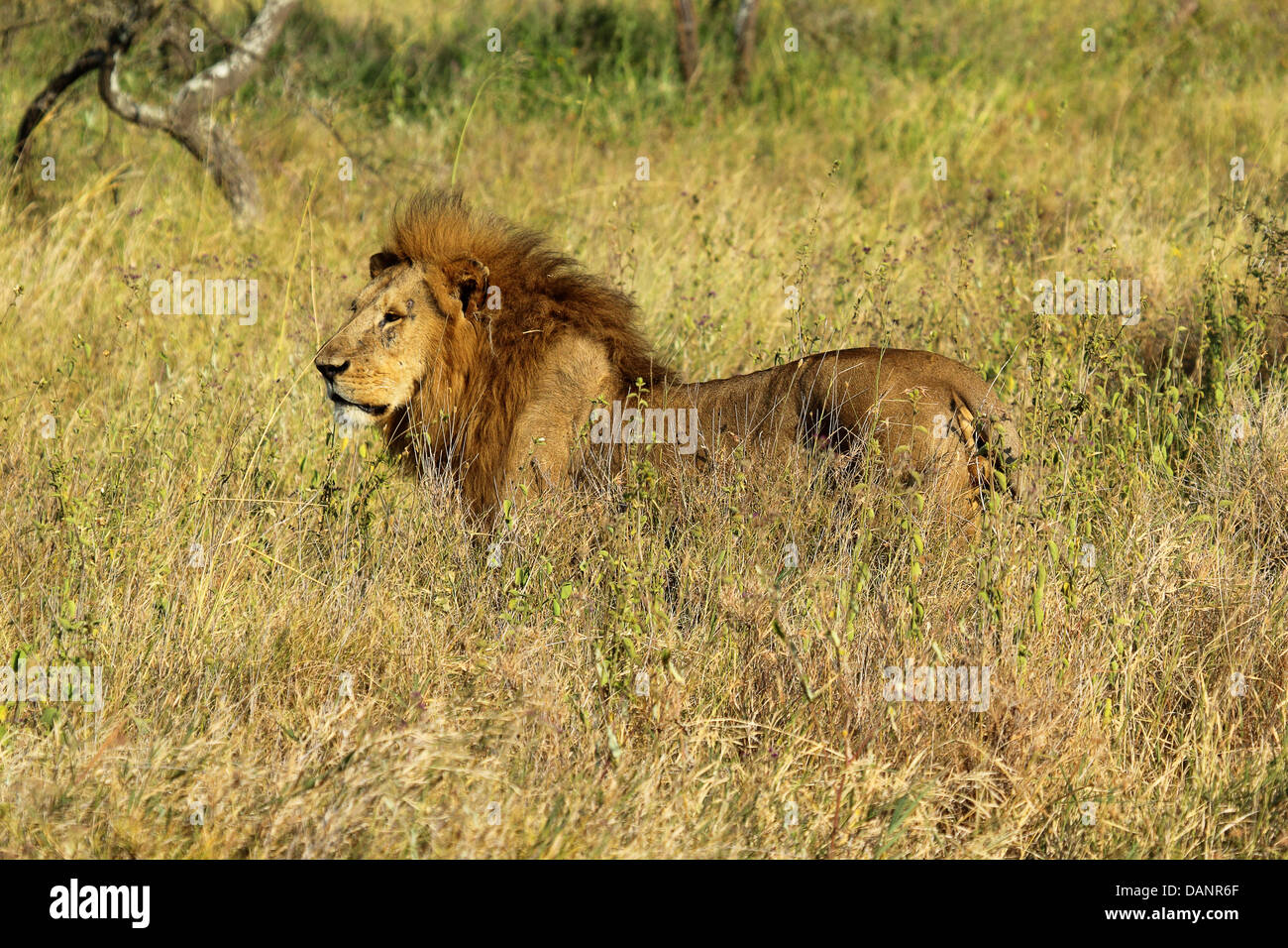 Un maschio di leone (Panthera Leo) nel Parco Nazionale del Serengeti, Tanzania Foto Stock