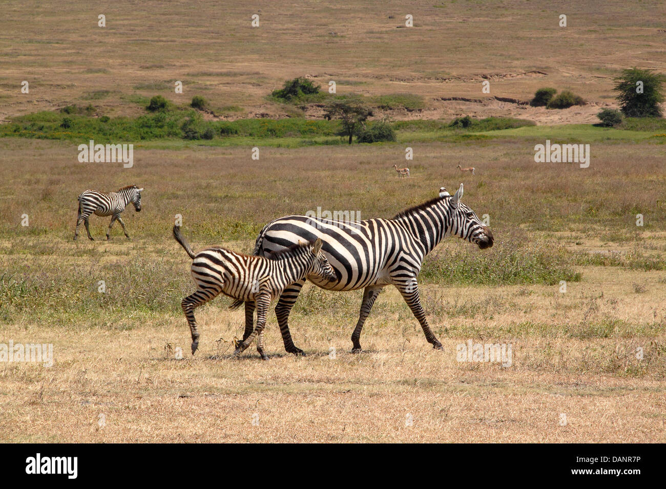 Un comune zebra (Equus quagga) trotto vicino alla madre in Ngorongoro Conservation Area, Tanzania Foto Stock