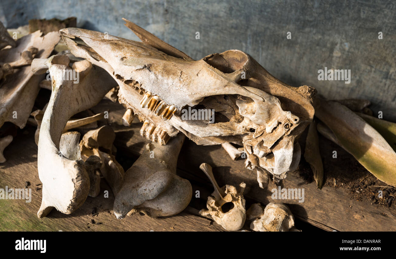 Vecchie ossa di animali in una vecchia fattoria macelleria. Foto Stock