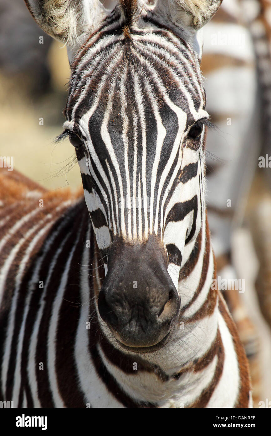 Ritratto di un comune zebra (Equus quagga) Foto Stock