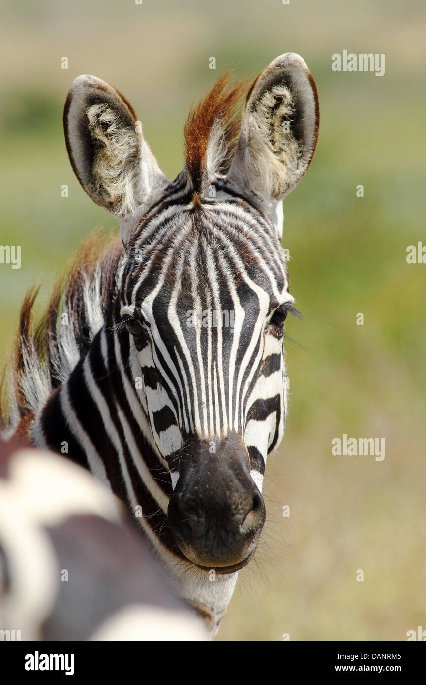 Ritratto di un comune zebra (Equus quagga) Foto Stock