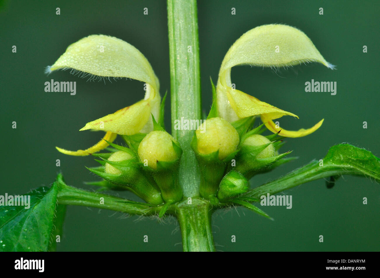 Il splendore architettonico di giallo arcangelo Foto Stock