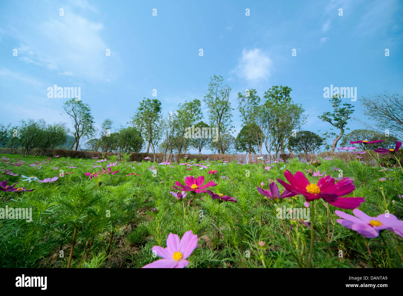 Erba verde e fiori Foto Stock