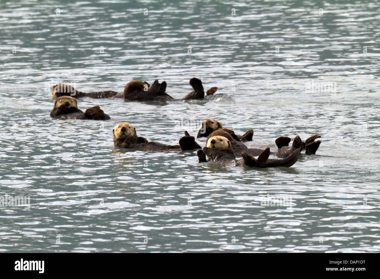 Le lontre marine floating Foto Stock