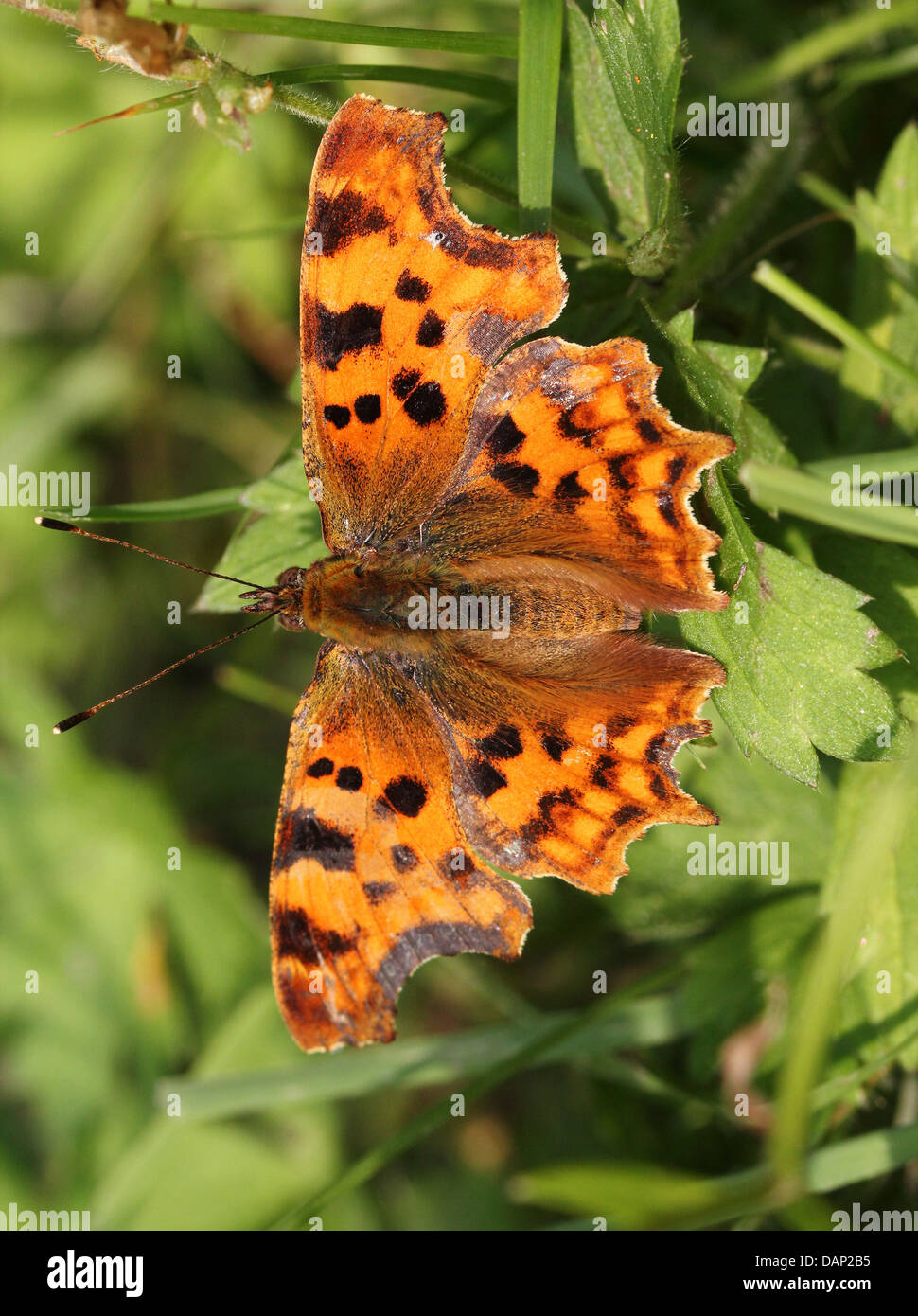 Virgola Butterfly (Polygonia c-album) in posa su una foglia con ali aperte (oltre 40 dettagliate immagini macro in serie) Foto Stock