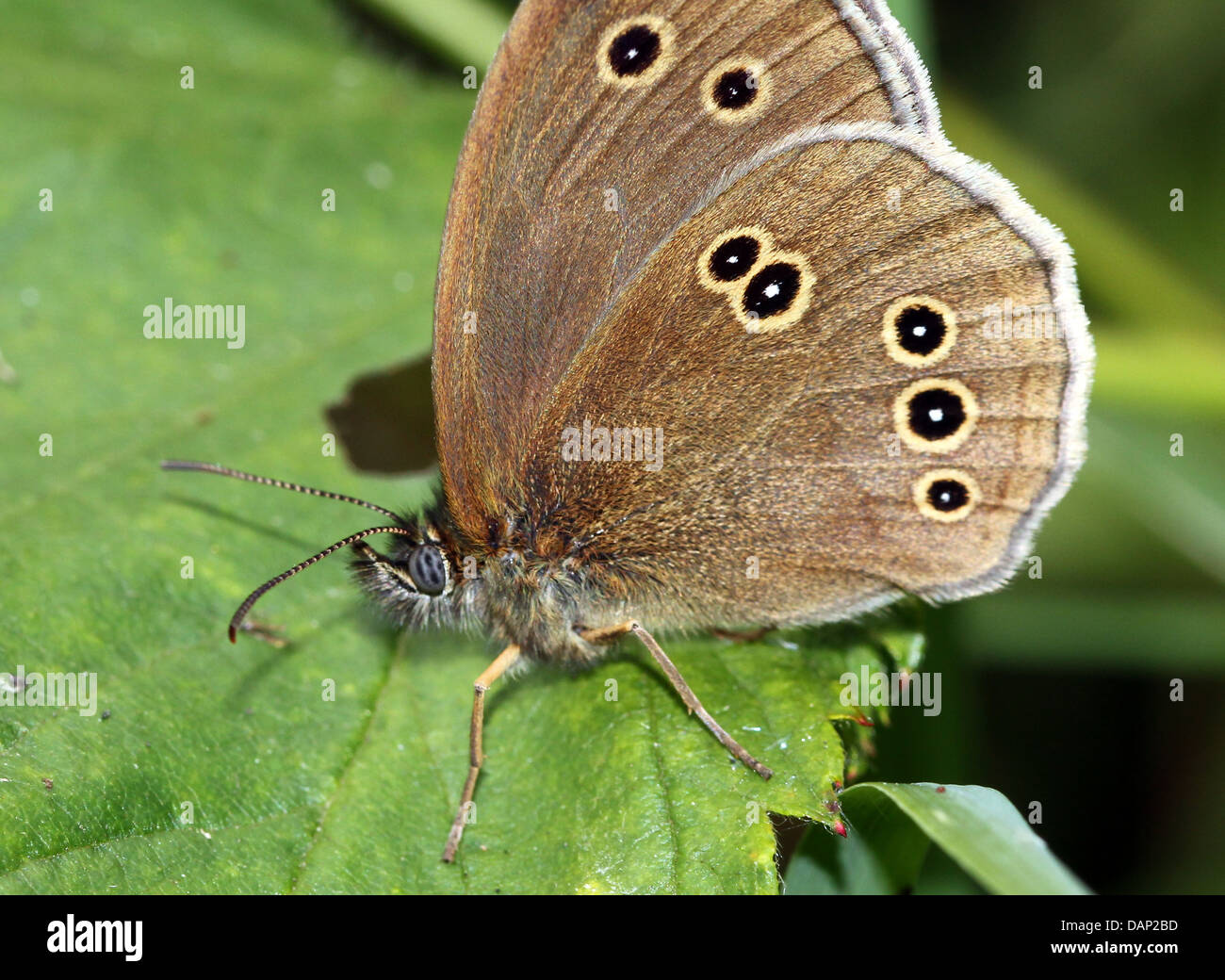 Immagine macro di un anello marrone (Aphantopus hyperantus) farfalla in posa su una foglia con ante chiuse Foto Stock