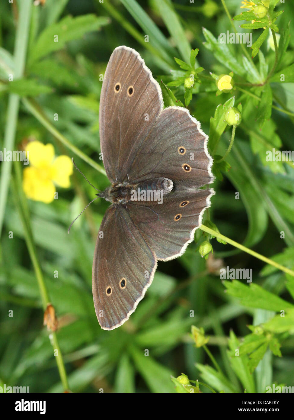 Immagine macro di una femmina marrone Ringlet (Aphantopus hyperantus) farfalla in posa su una foglia con alette aperte Foto Stock