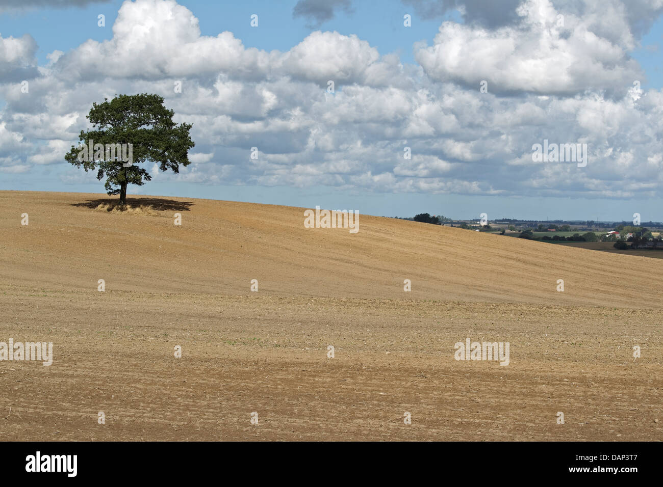 Solitaria quercia (Quercus robur) su erpicò campo di stoppie, Central Zelanda Foto Stock