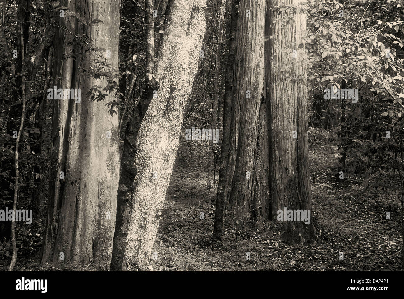 Alberi di ginepro nell'Altopiano Nyika Park, Malawi. Foto Stock