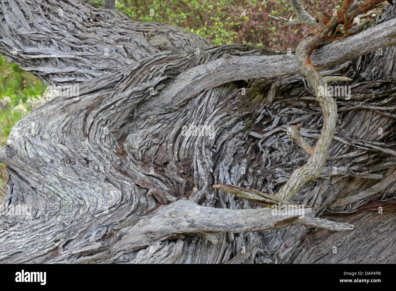Parte del tronco del veterano cipresso al punto Lobos Foto Stock