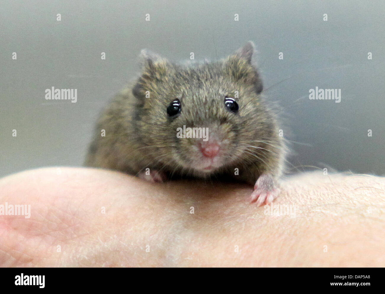 Direttore esecutivo della Max-Planck-Istituto per la biologia evolutiva, Tautz, detiene un orientale house mouse in mano al laboratorio dell'istituto a Ploen, Germania, 19 luglio 2011. Circa 100 top scienziati provenienti da tutto il mondo, ricerca su i segreti di evoluzione e di topi e pesce gioca un ruolo cruciale in questa ricerca. Foto: Bodo segna Foto Stock