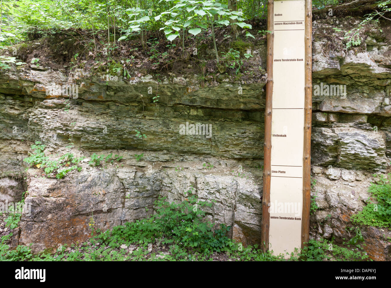 Gli strati di roccia che mostra Macrodon, Terebratula, gesso e gli strati di calcare Foto Stock
