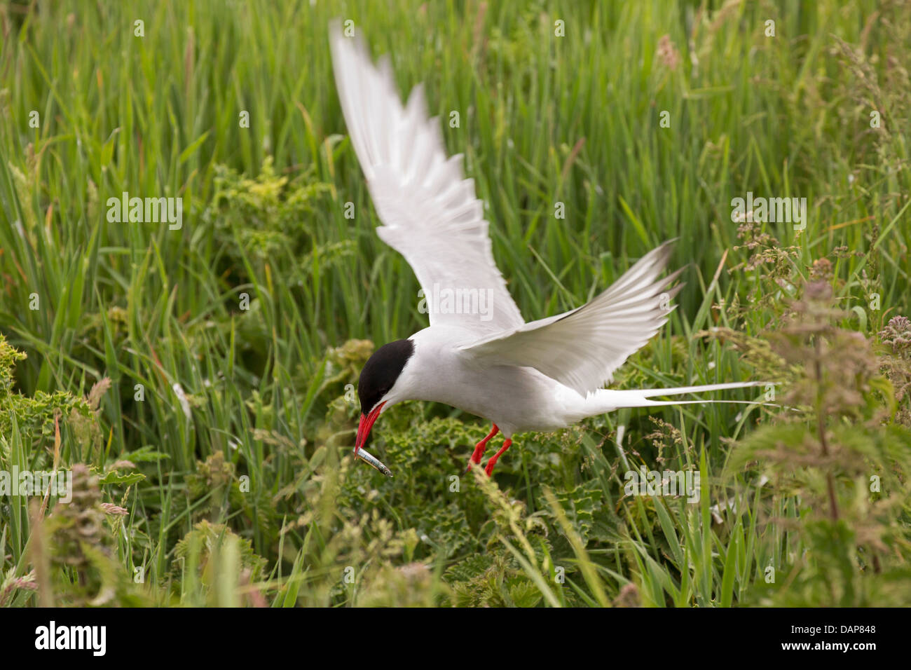 Arctic Tern portando un cicerello per il suo nido Foto Stock