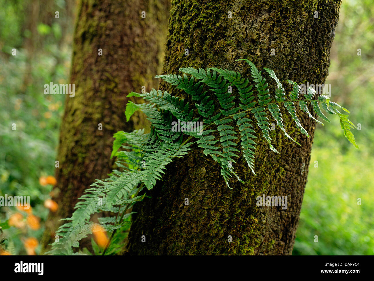 Una felce in una foresta indigena nell'Altopiano Nyika Park, Malawi Foto Stock