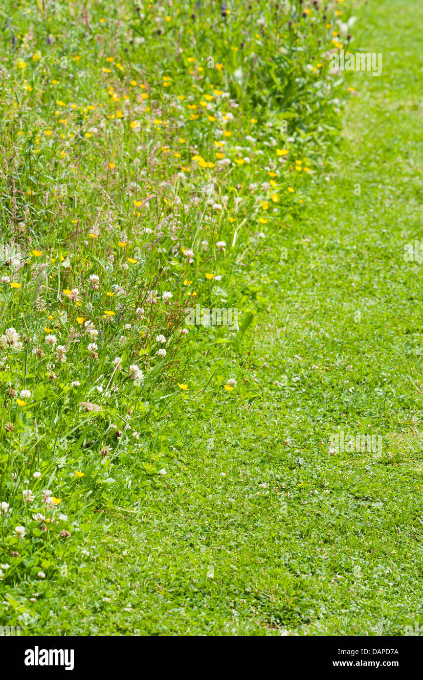 Falciare il prato o erba con area a sinistra per fiori selvatici a crescere per aumentare la fauna selvatica friendly immagine mostra il confine di prato e prato Foto Stock