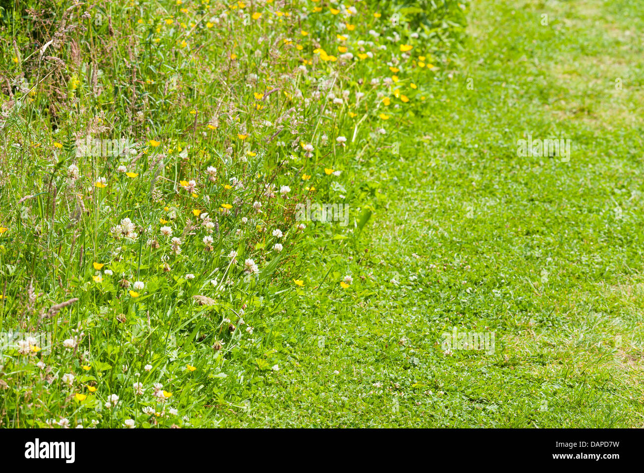 Falciato o falciare percorso in un prato con un'area di sinistra o unmowed unmown con fiori selvaggi per essere wildlife friendly Foto Stock