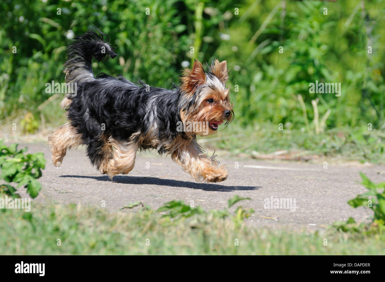 Esecuzione di Yorkshire Terrier shot al momento quando non riesce a toccare il suolo Foto Stock Esecuzione di Yorkshire Terrier shot al momento quando non riesce a toccare il suolo Foto Stock