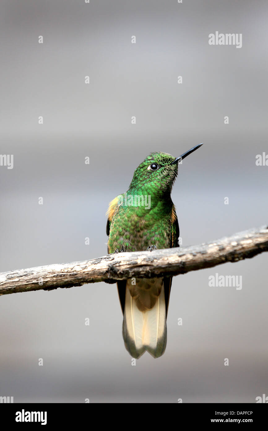 Green hummingbird in persico nel Quindio, Colombia Foto Stock