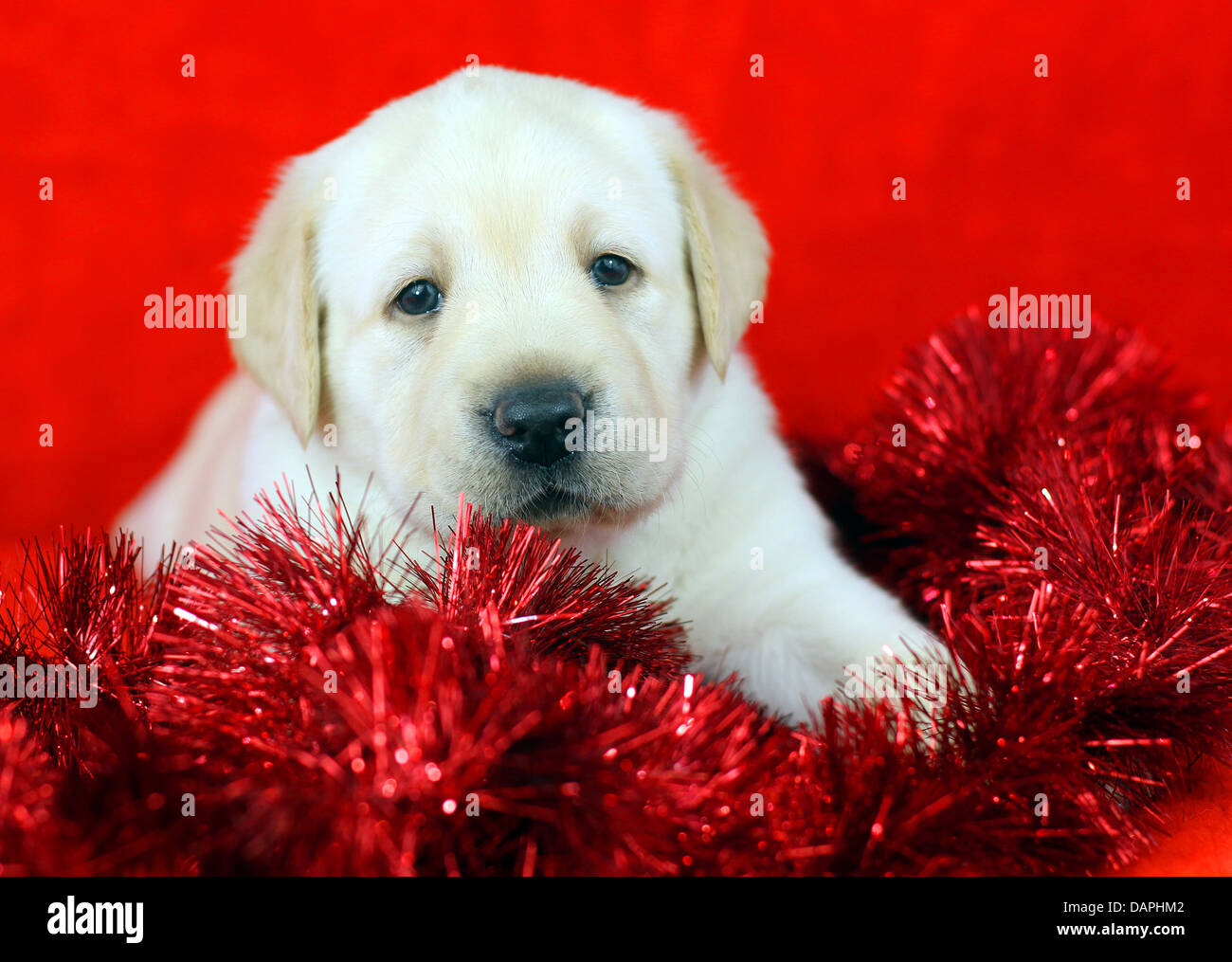 Giallo regalo labrador cucciolo con il nuovo anno (Natale) giocattoli su  sfondo rosso Foto stock - Alamy