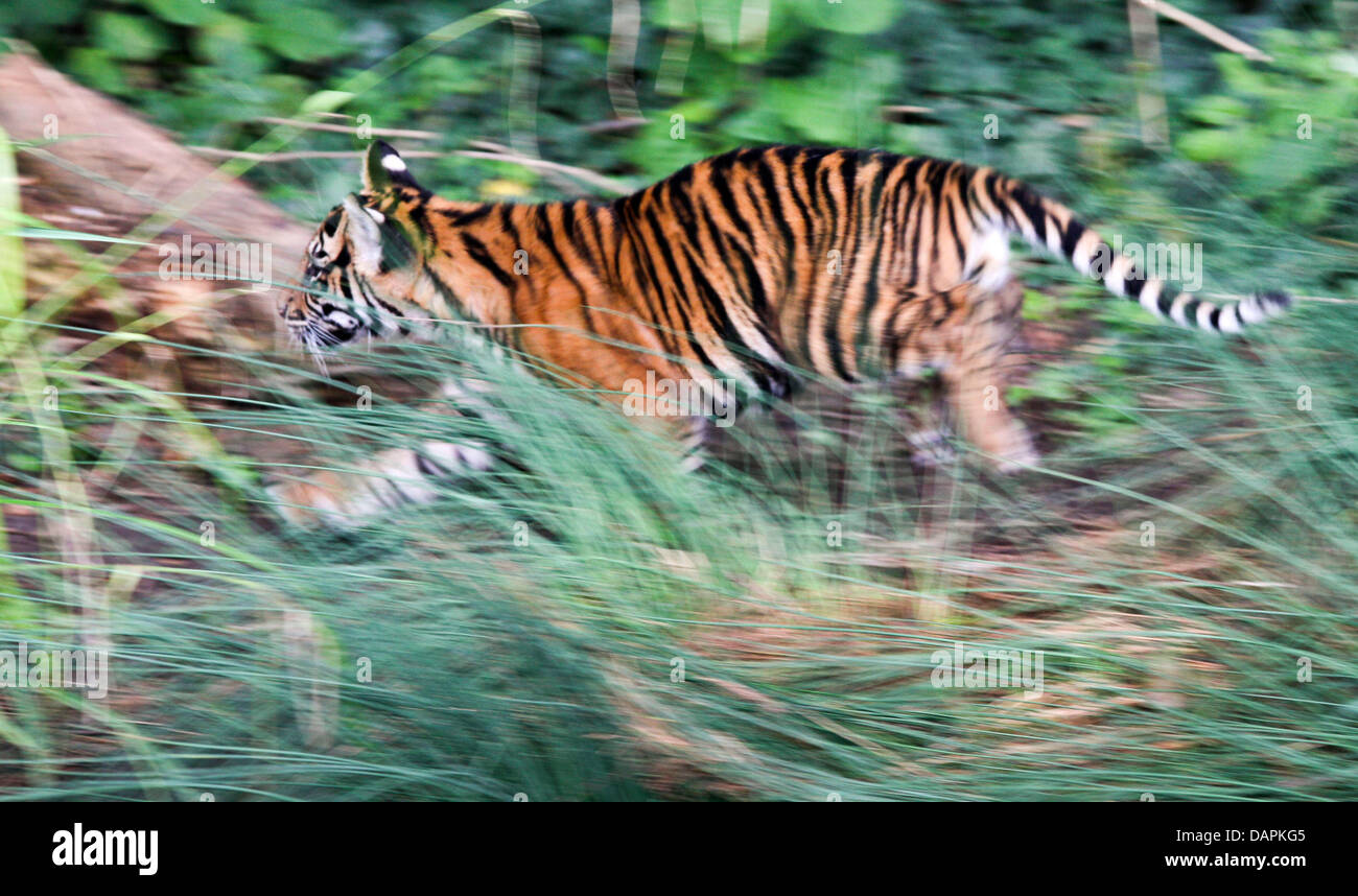 Il tiger baby Taru corre attraverso l'erba allo zoo di Francoforte sul Meno, Germania, 25 agosto 2011. Taru e i suoi gemelli nati ai primi di maggio e sono ora ammessi a vagare attraverso la grande piscina composto. Foto: Frank Rumpenhorst Foto Stock