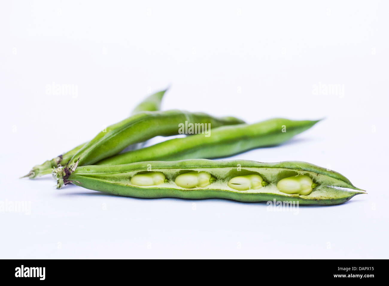 Vicia faba. Appena raccolto fave su uno sfondo bianco. Foto Stock