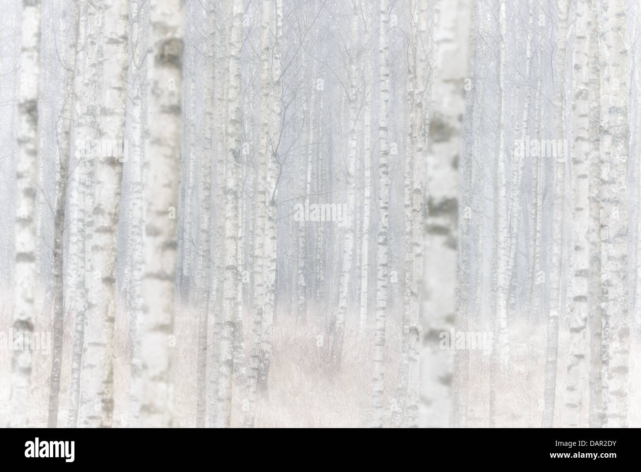 Di betulle, Gunnebo, Mólndal, Svezia Foto Stock