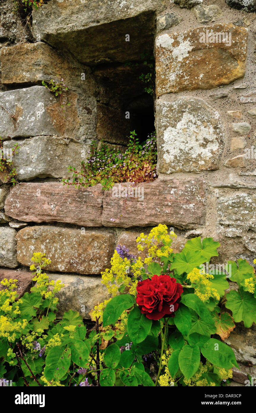 Dettaglio della finestra, Castle Campbell, Dollar Glen, Clackmannanshire, Scozia centrale Foto Stock