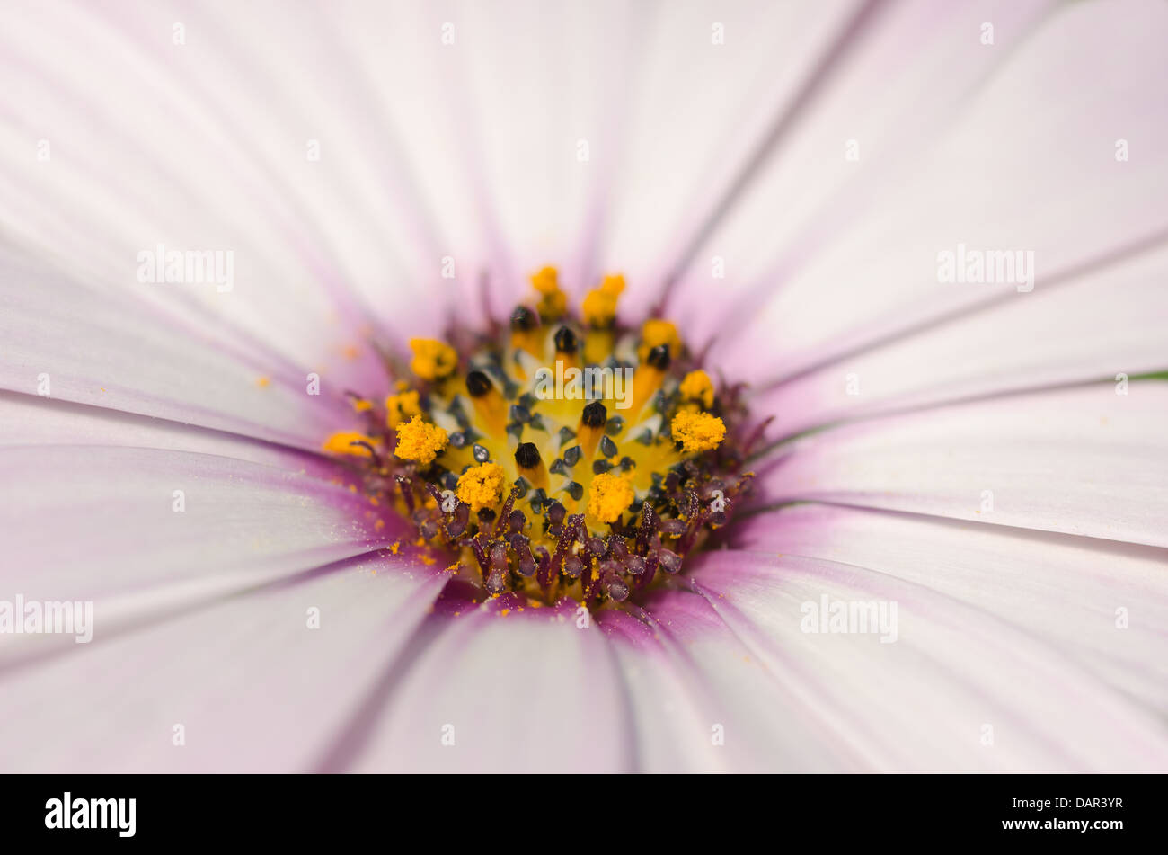 Uno 1 rosa fioritura Osteospermum fruticosum fiore a margherita lotti petali portando ad anello di centro di stame antere giornata di sole Foto Stock