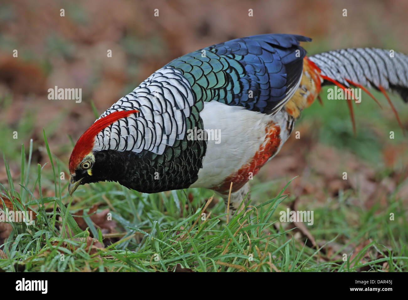 Fagiano di Lady Amherst (Chrysolophus amherstiae) con qualche fagiano d'oro (Chrysolophus pictus) DNA e ibrido. Notare un uccello prigioniero. Foto Stock