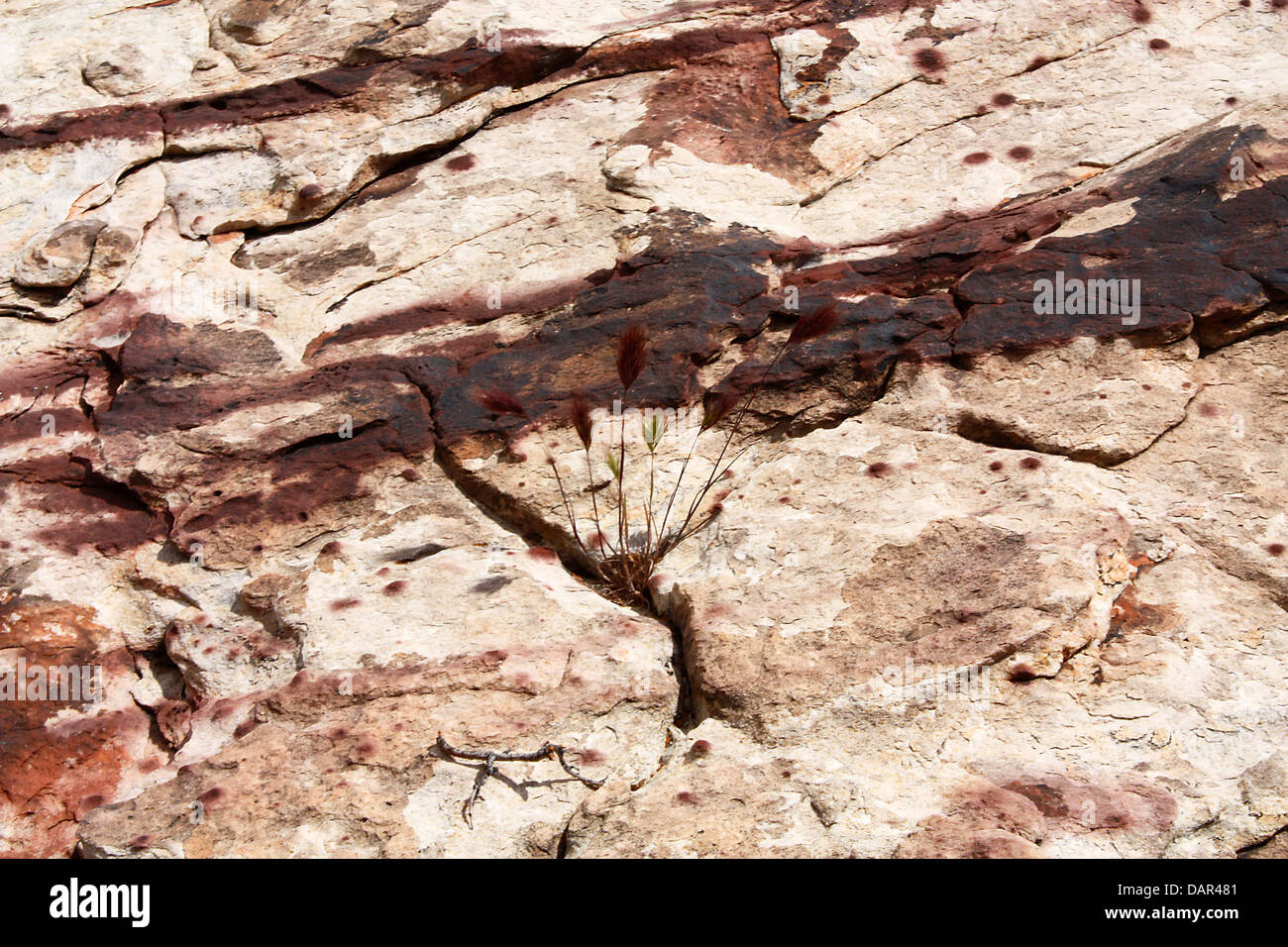 Il Red Rock striature & pianta Foto Stock