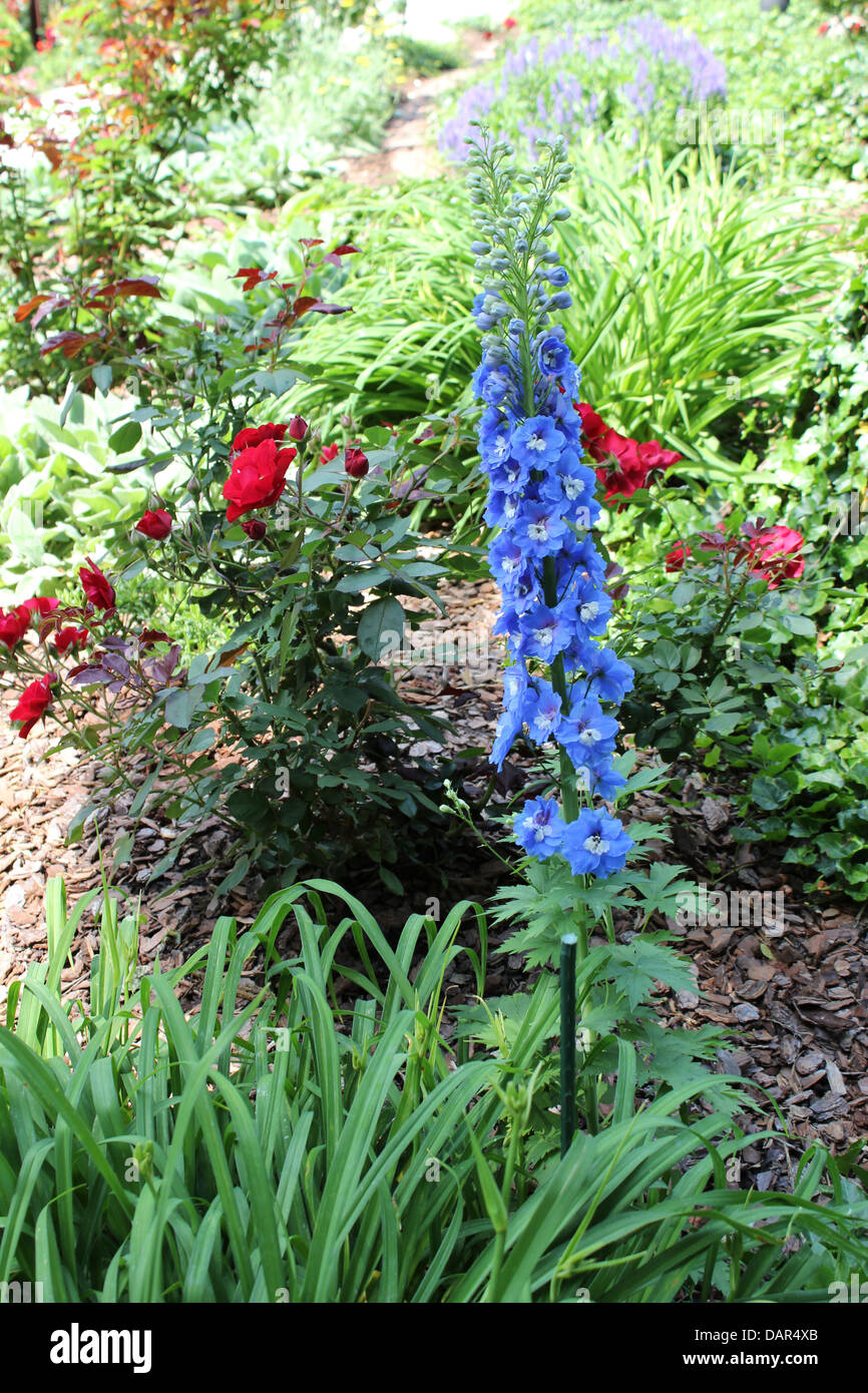 La Alcea Hollyhock o è una biennale o di breve durata di piante perenni. La Rosa o la rosa è una pianta perenne. Foto Stock