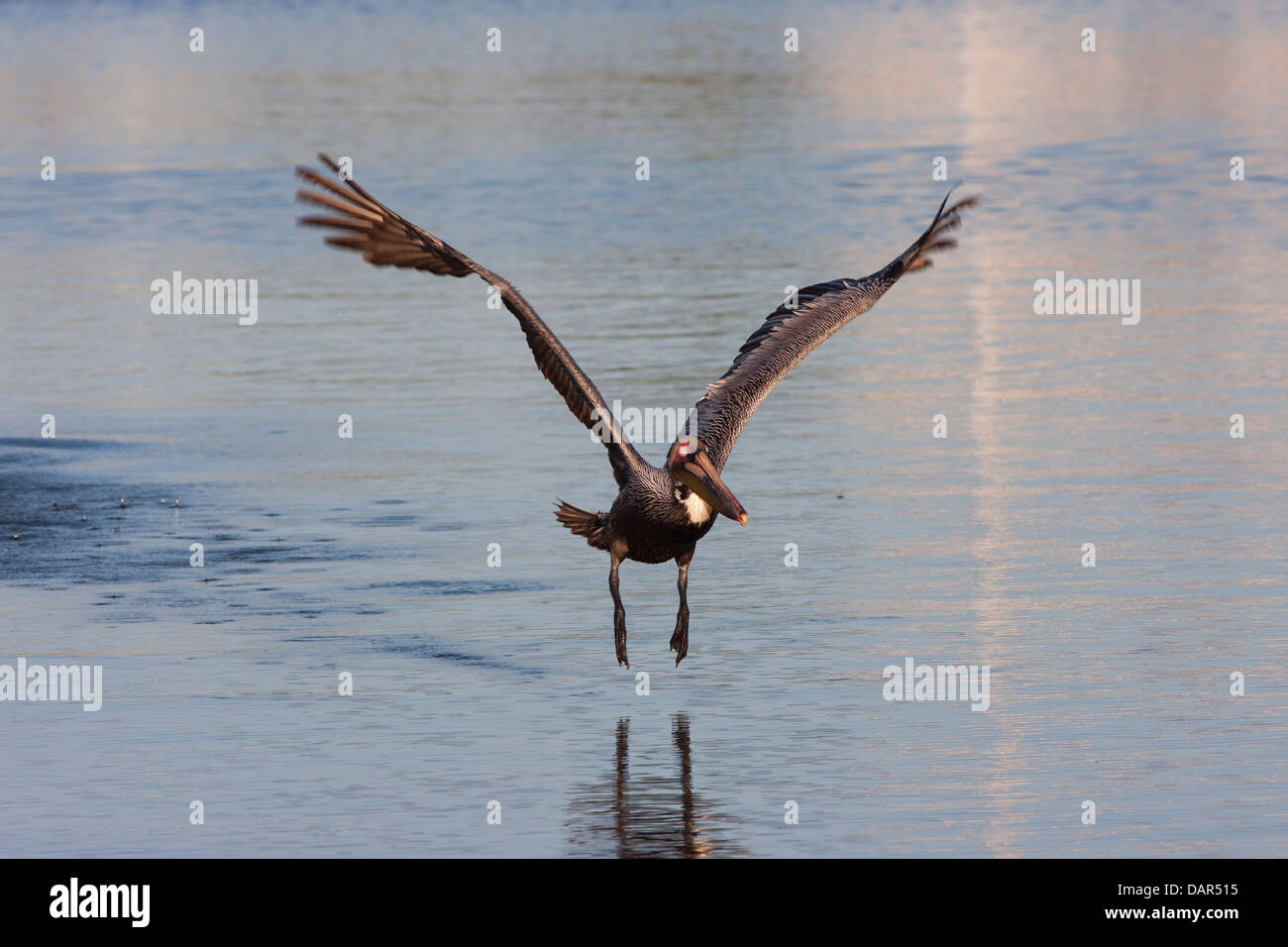 Brown pelican tenendo fuori dall'acqua Foto Stock